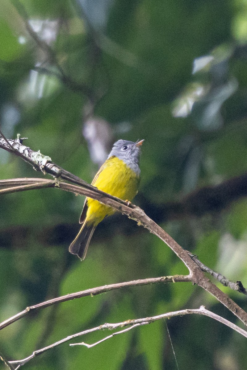 Gray-headed Canary-Flycatcher - ML644575219