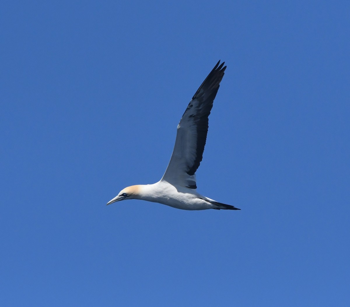 Alcatraz de El Cabo - ML644575223