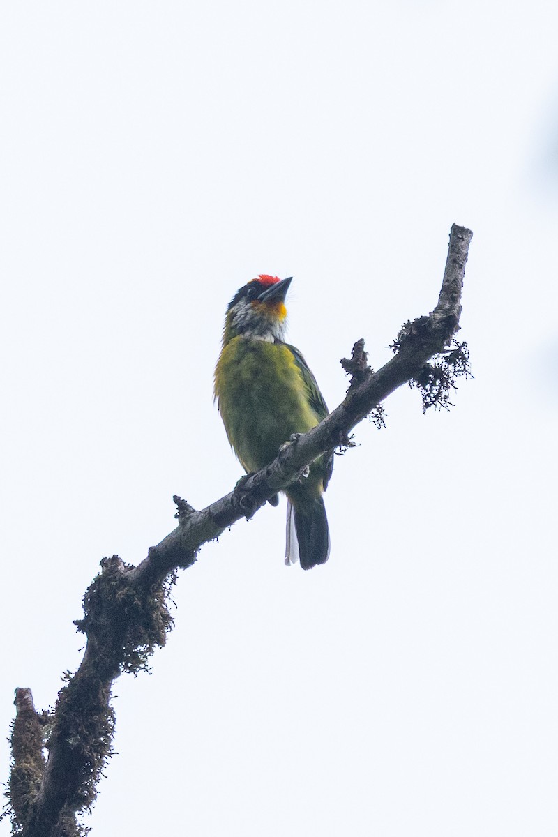 Golden-throated Barbet - ML644575224