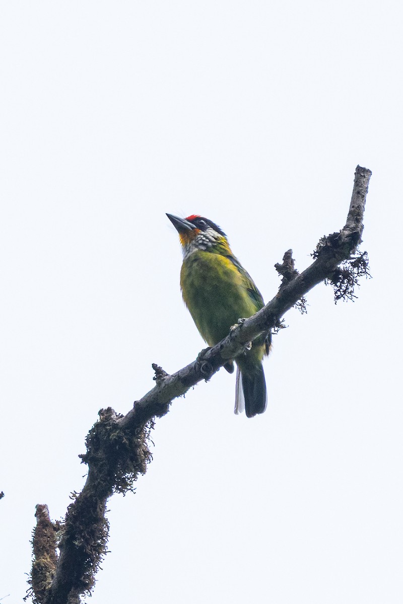Golden-throated Barbet - ML644575225