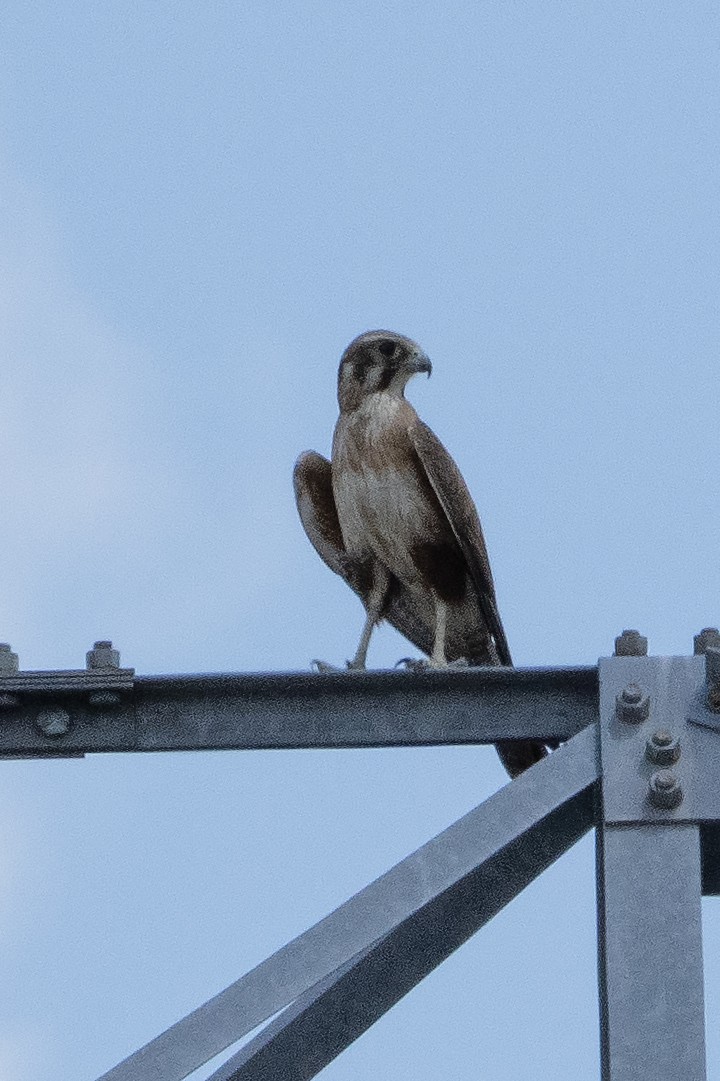 Brown Falcon - ML644575227