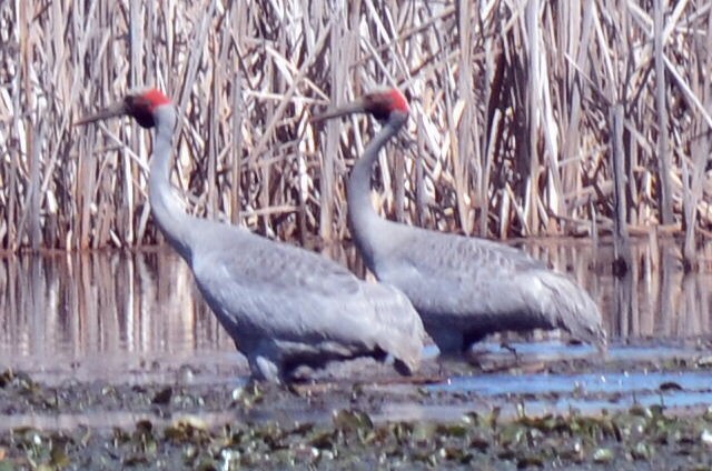 Brolga - ML644575231