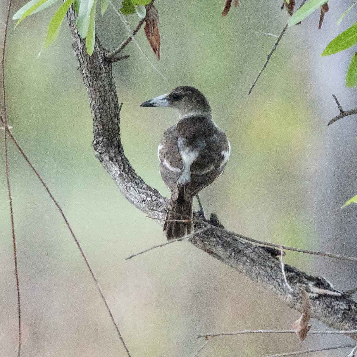 sangslakterfugl - ML644575234