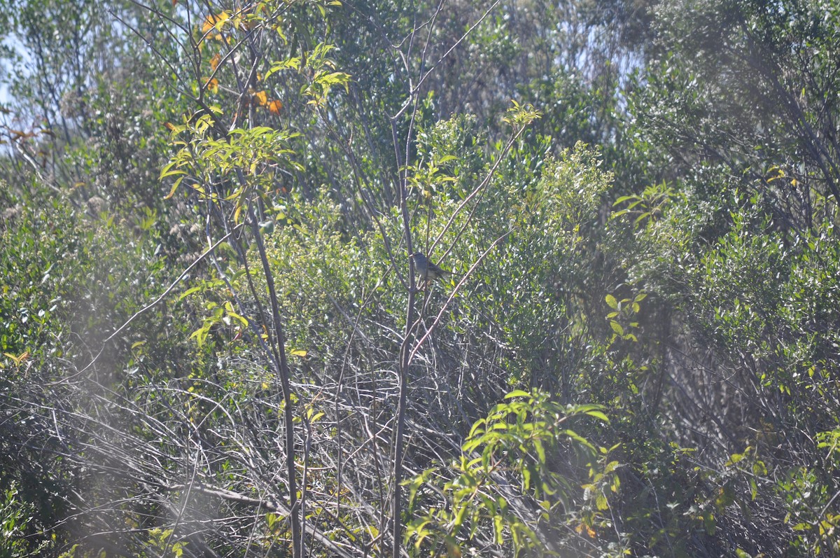 White-crowned Sparrow - ML644575248