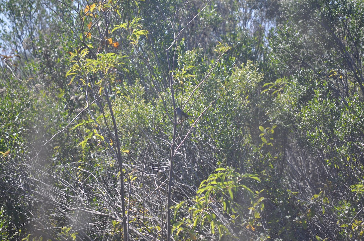 White-crowned Sparrow - ML644575249