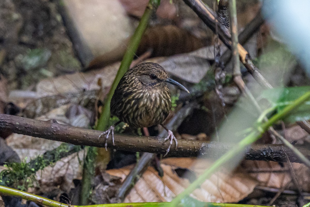 Long-billed Wren-Babbler - ML644575263