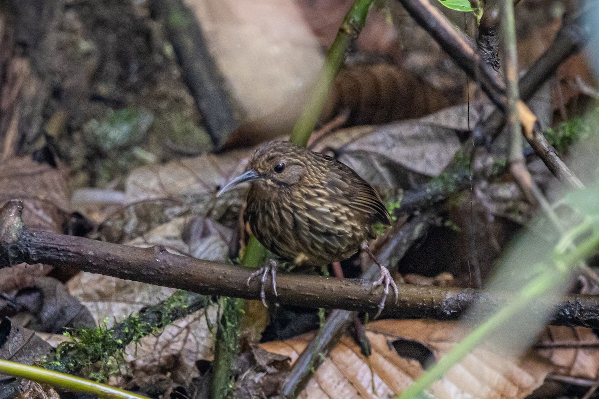 Long-billed Wren-Babbler - ML644575264