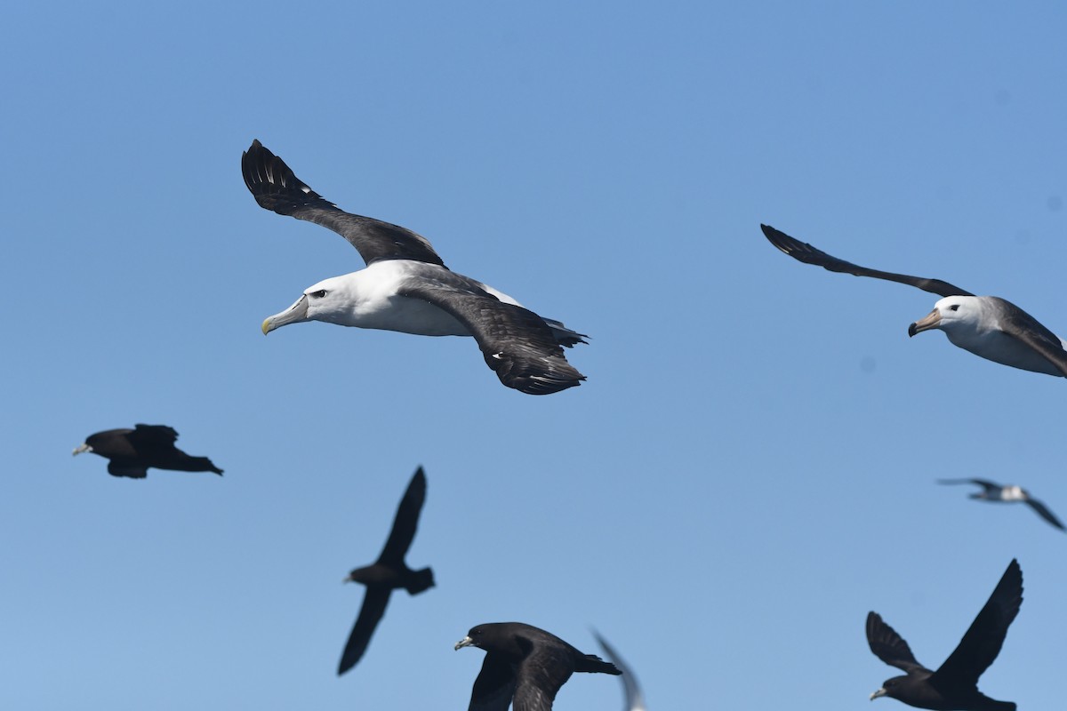 White-capped Albatross - ML644575265