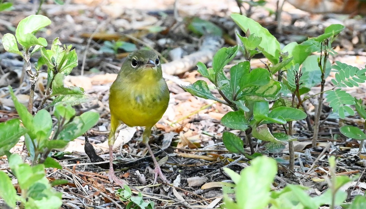 Mourning Warbler - ML644575266