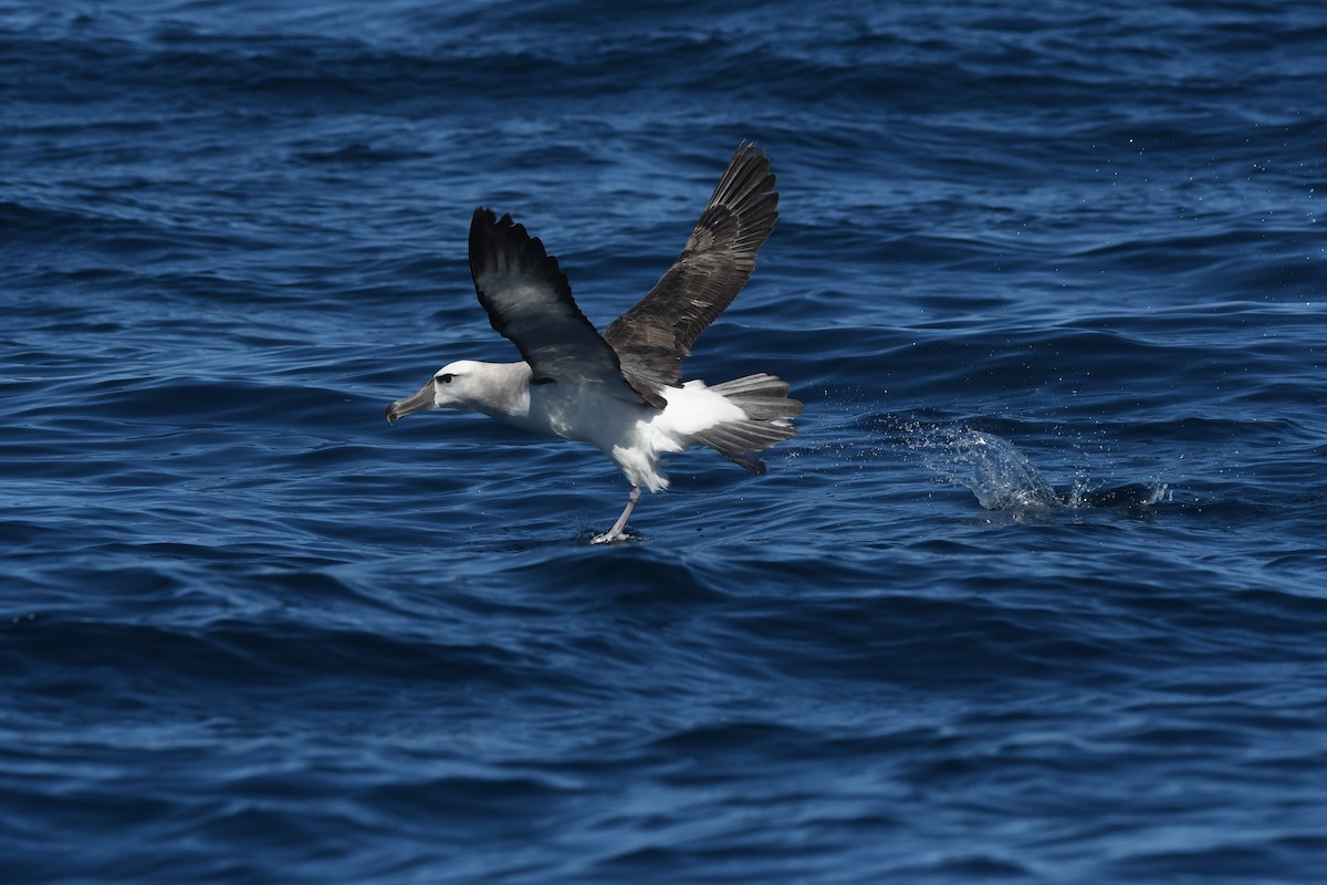 White-capped Albatross - ML644575267