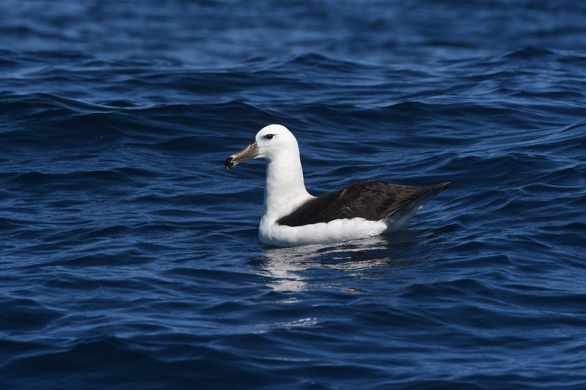 Black-browed Albatross (Black-browed) - ML644575272