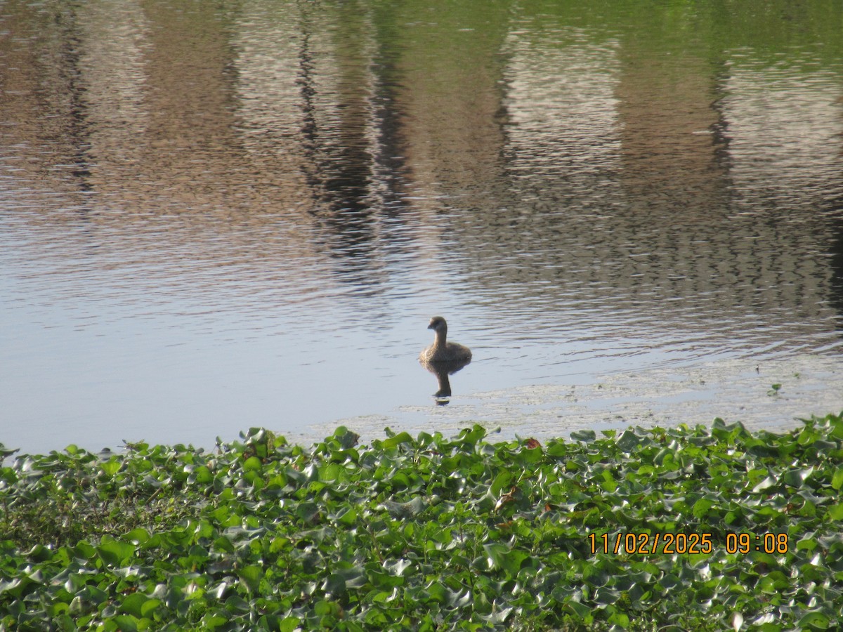 Grèbe à bec bigarré - ML644575274