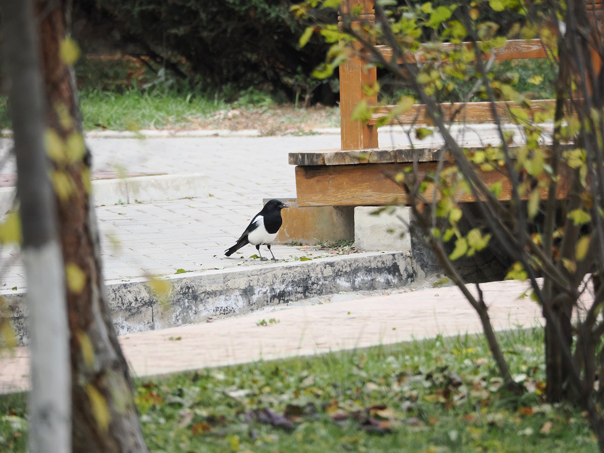 Oriental Magpie - ML644575275