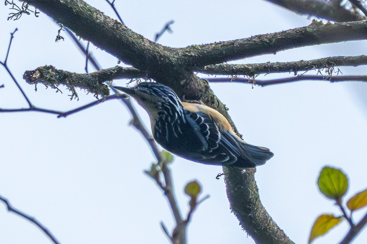 Beautiful Nuthatch - ML644575280