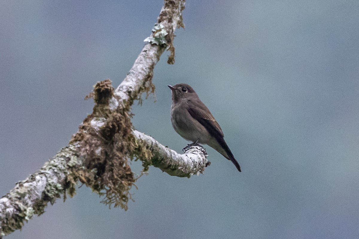 Dark-sided Flycatcher - ML644575281