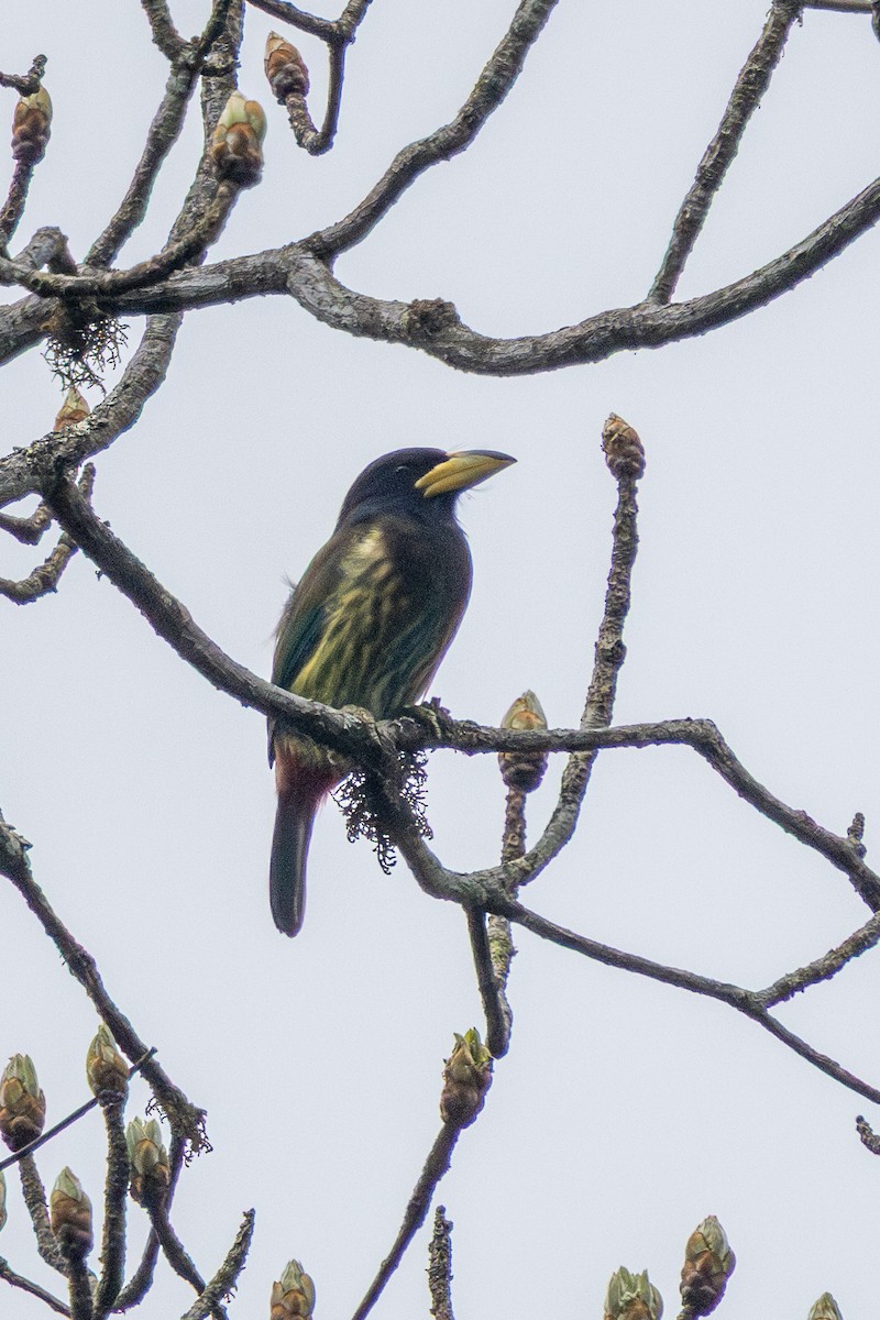 Great Barbet - ML644575282