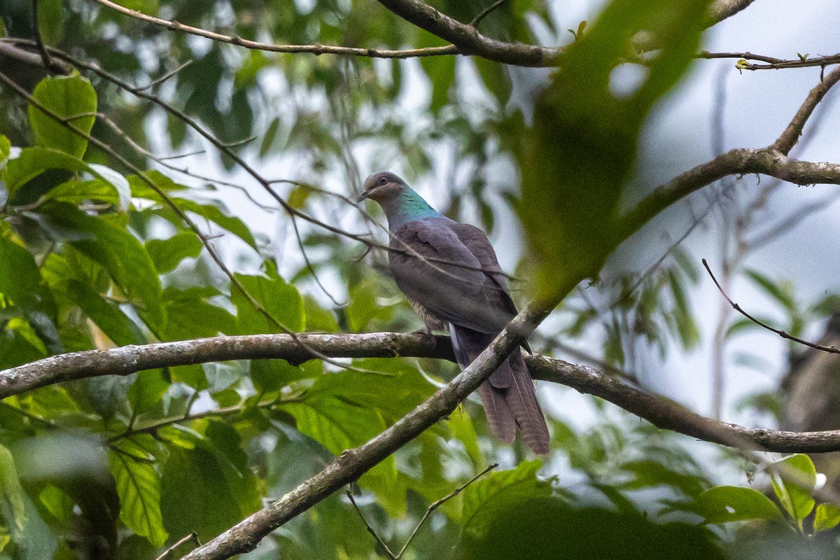 Barred Cuckoo-Dove - ML644575283