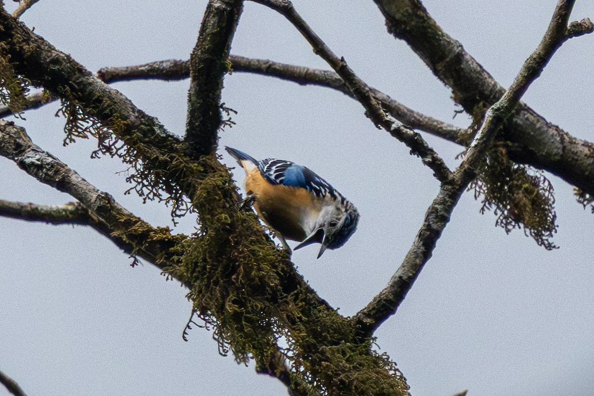 Beautiful Nuthatch - ML644575284
