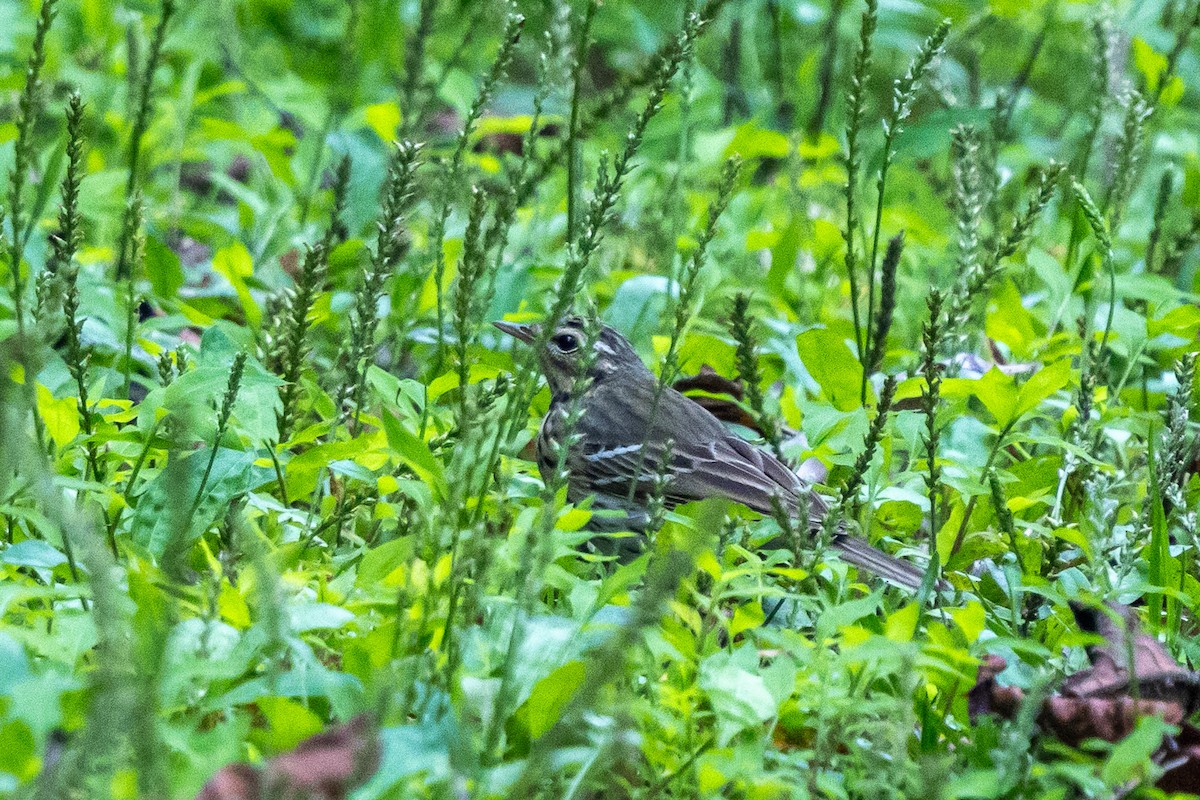 פפיון זיתי - ML644575286