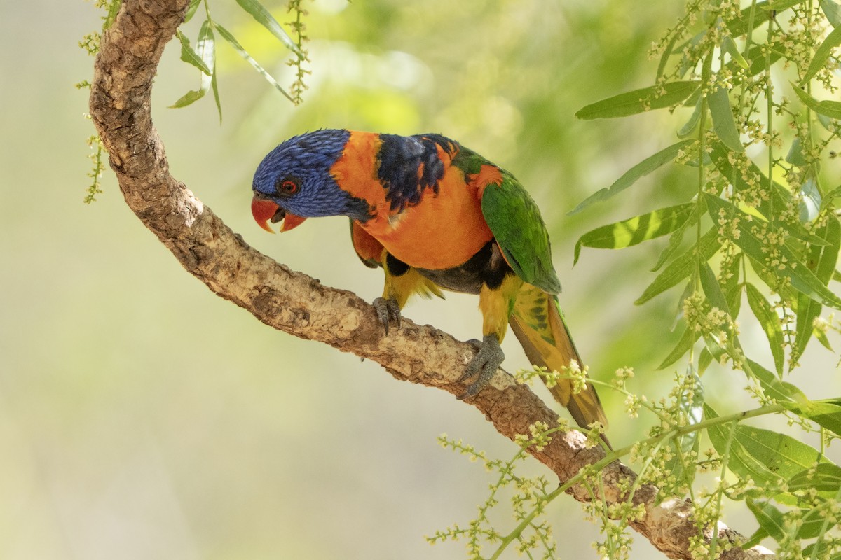 Red-collared Lorikeet - ML644575292