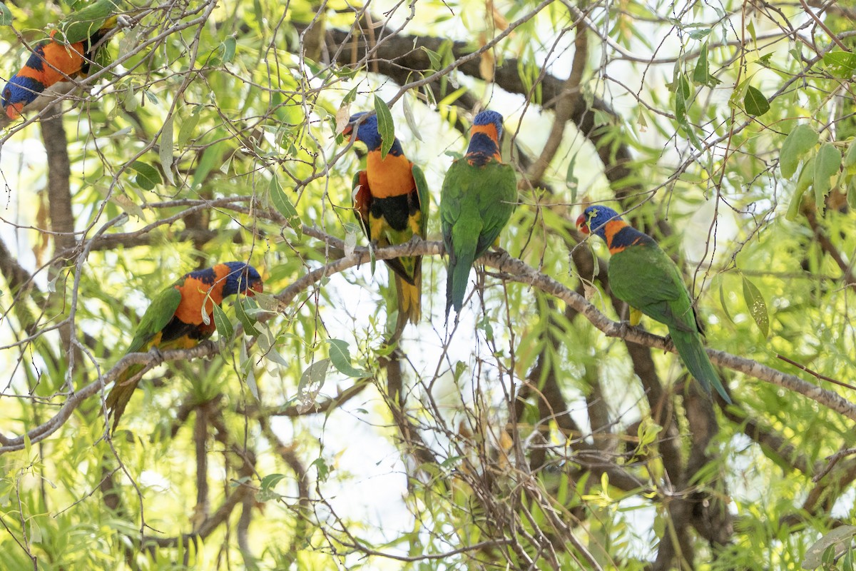 Red-collared Lorikeet - ML644575293