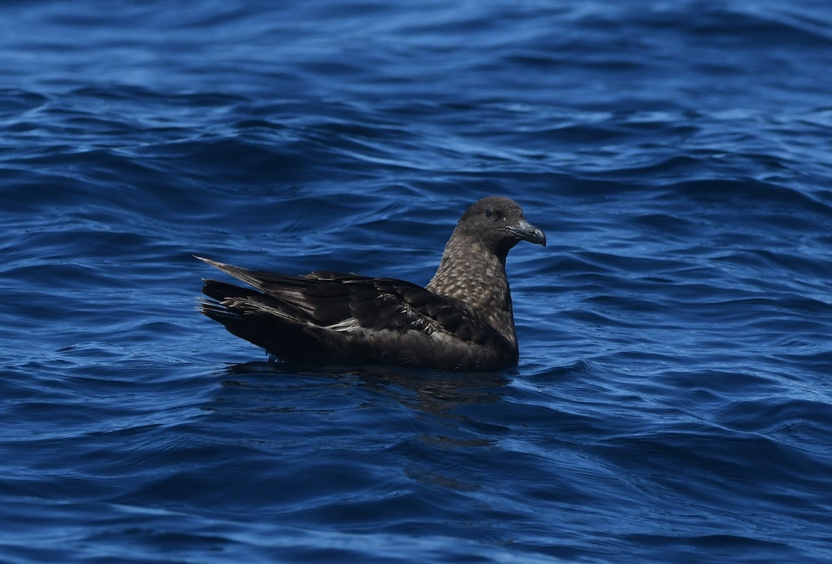 Brown Skua (Subantarctic) - ML644575294