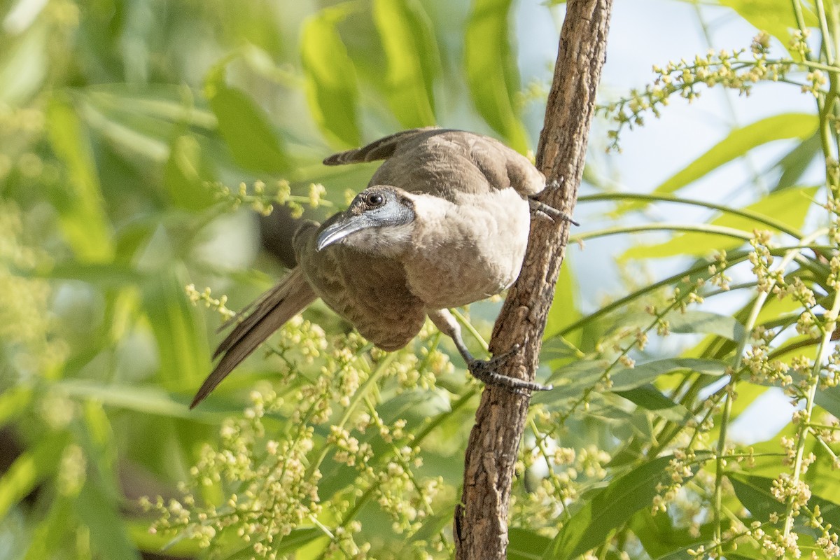 Silver-crowned Friarbird - ML644575295