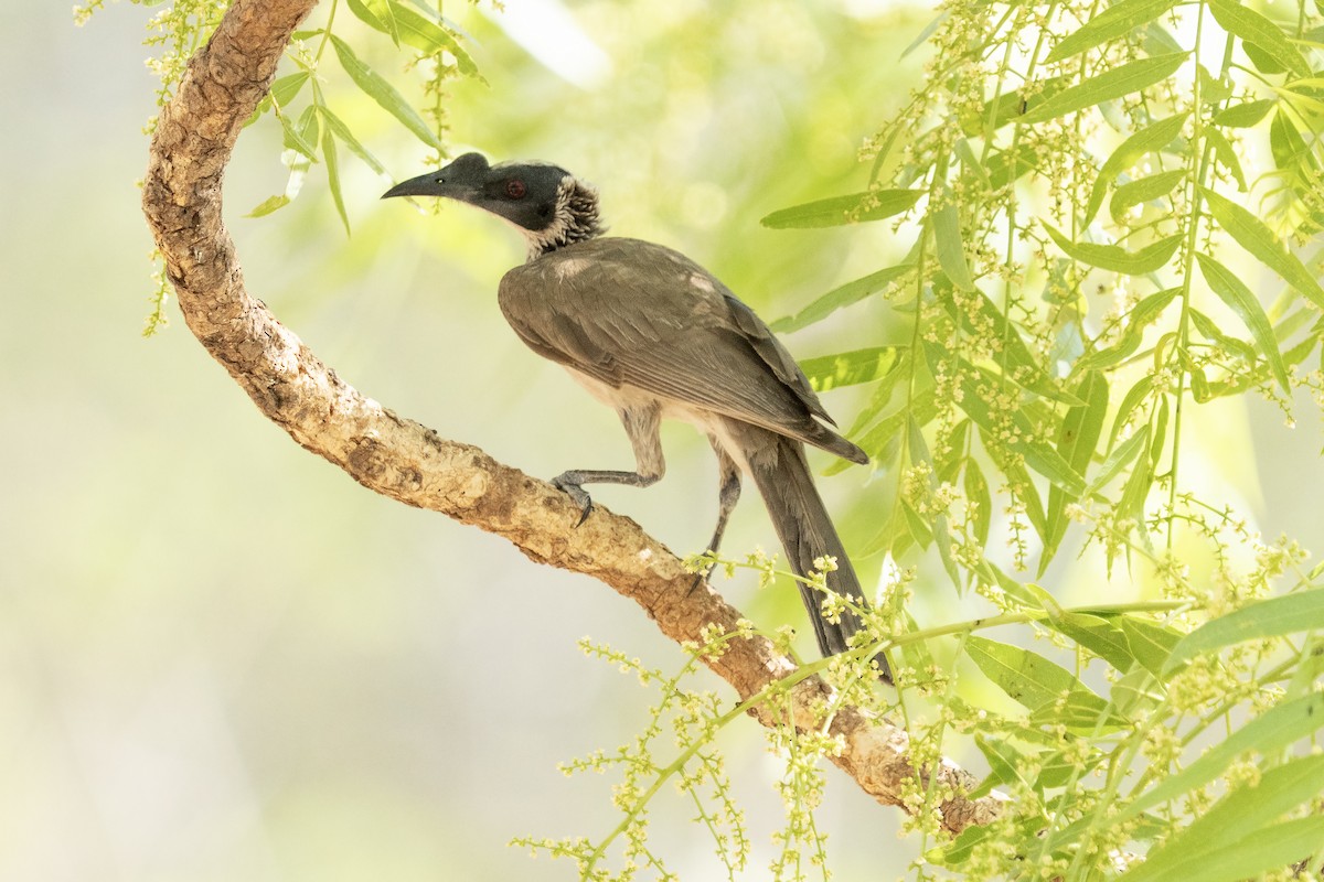 Silver-crowned Friarbird - ML644575296