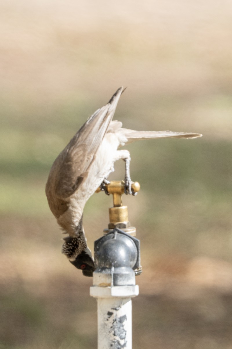 Silver-crowned Friarbird - ML644575297