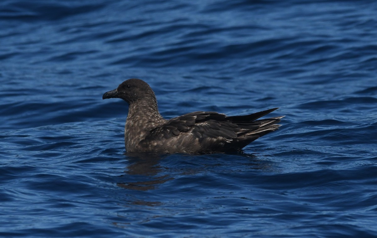 Brown Skua (Subantarctic) - ML644575298