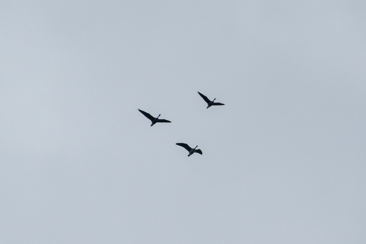 אווז לבן-מצח - ML644575299