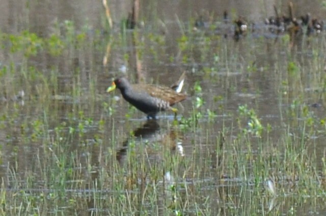 Australian Crake - ML644575300
