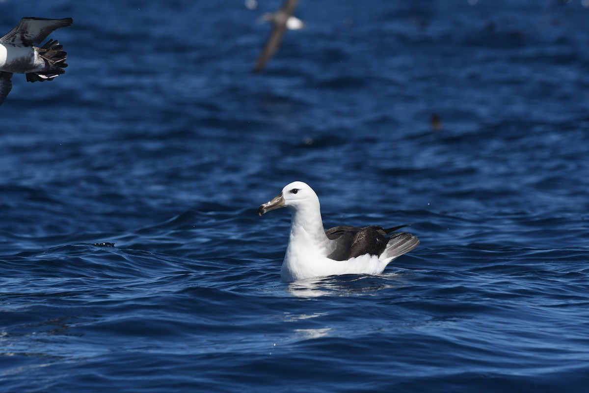 אלבטרוס שחור-גבות (שחור-גבות) - ML644575302
