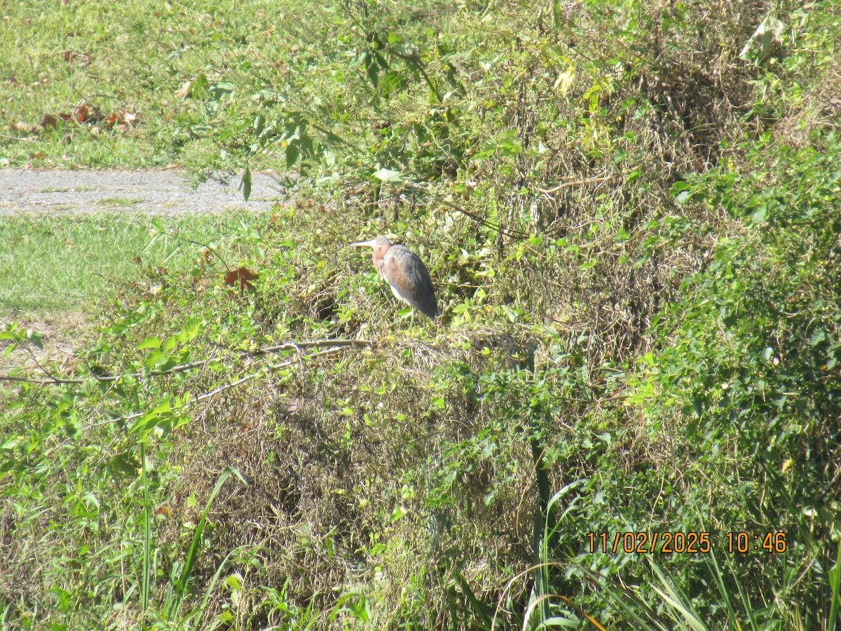 Tricolored Heron - ML644575304