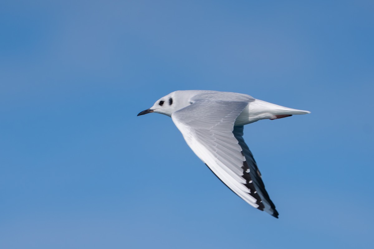 שחף אמריקני - ML644575306
