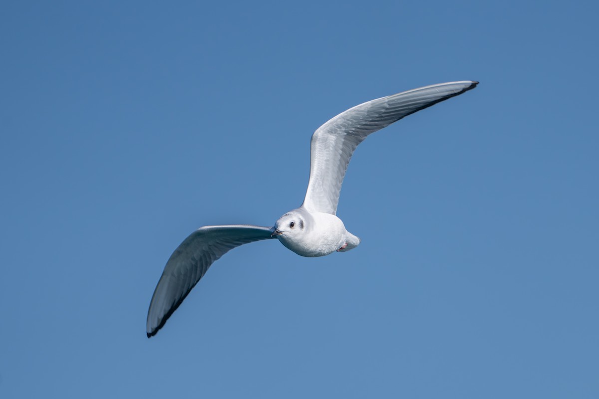 שחף אמריקני - ML644575307