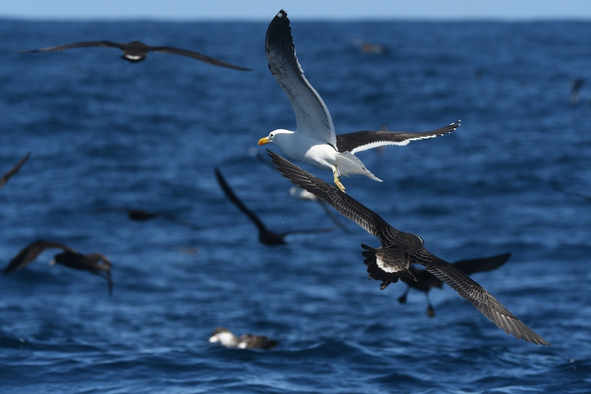 שחף דרומי (אפריקני) - ML644575310