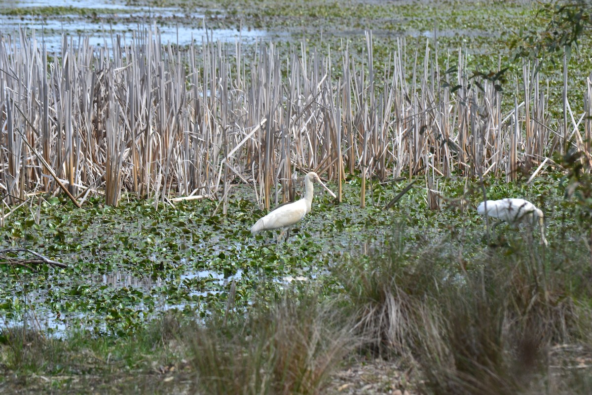 Yellow-billed Spoonbill - ML644575312
