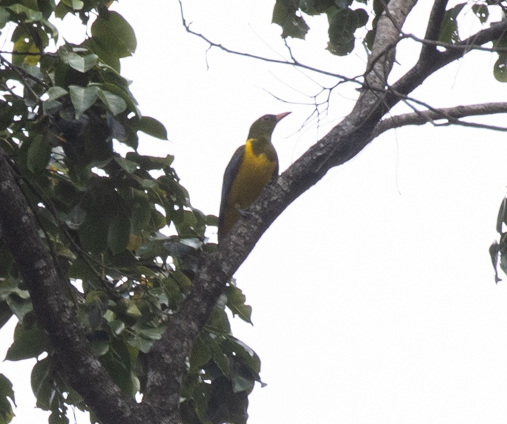 Green-headed Oriole - ML644575313