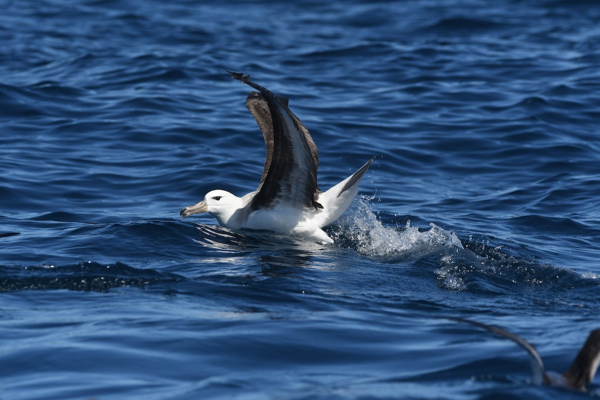 אלבטרוס שחור-גבות (שחור-גבות) - ML644575314