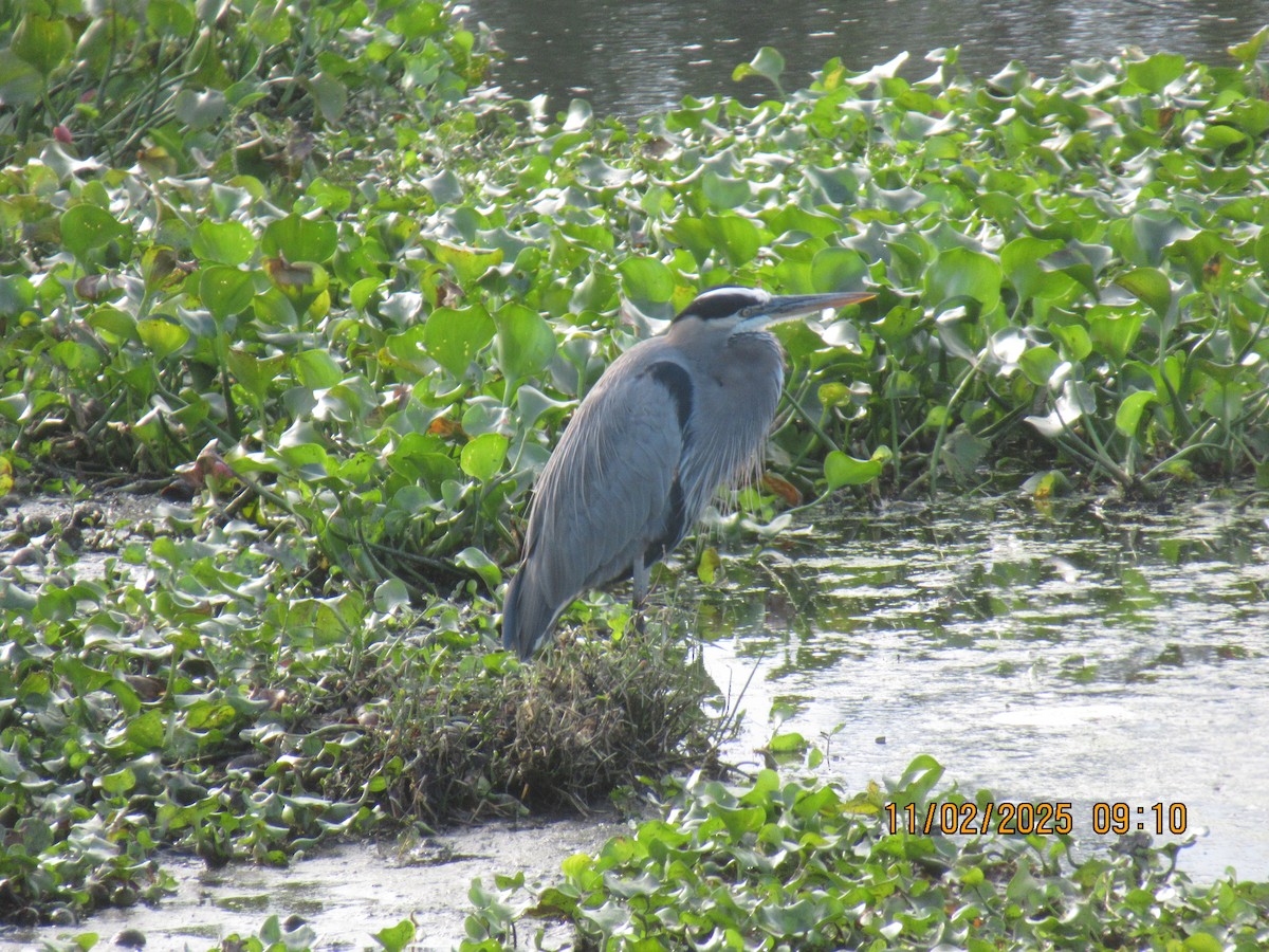 אנפה אמריקנית - ML644575315