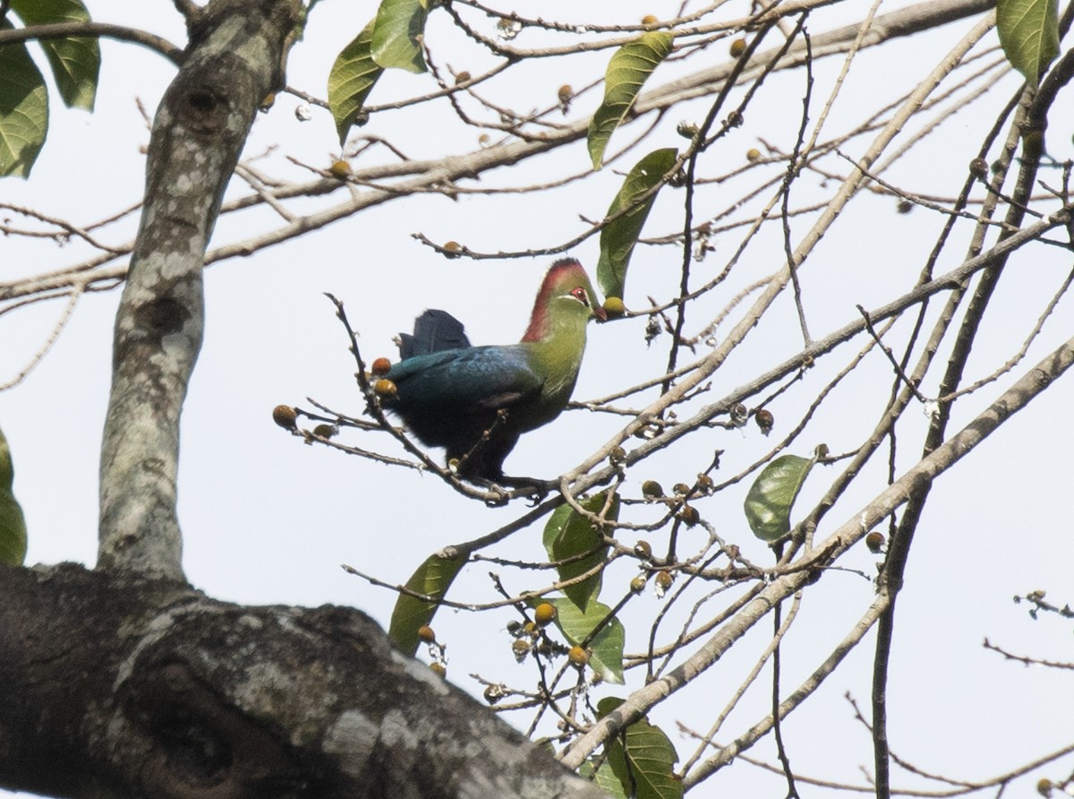 Fischer's Turaco - ML644575317