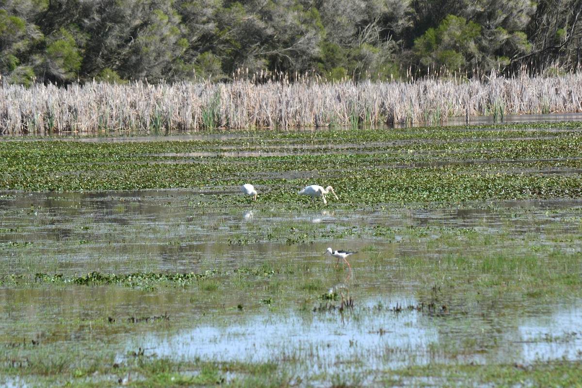 Yellow-billed Spoonbill - ML644575318