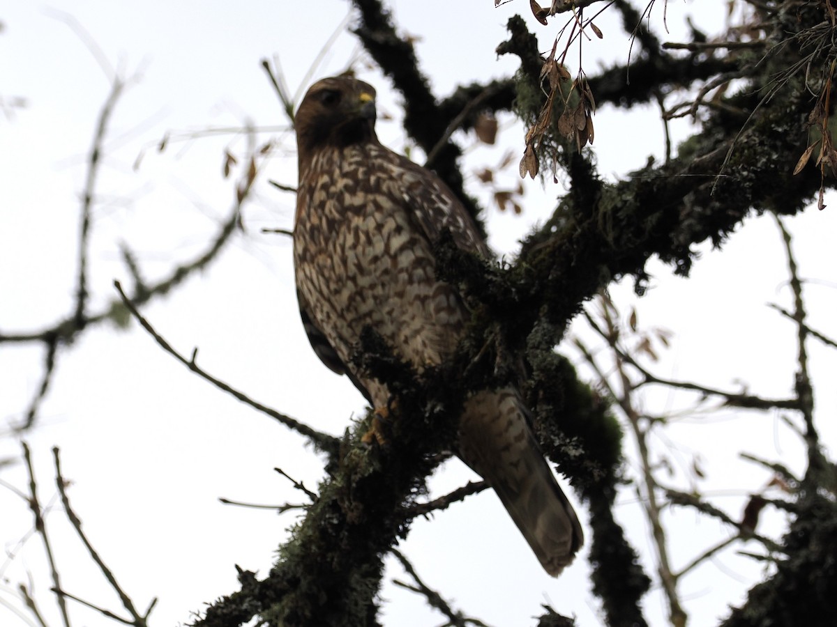 Red-shouldered Hawk - ML644575322