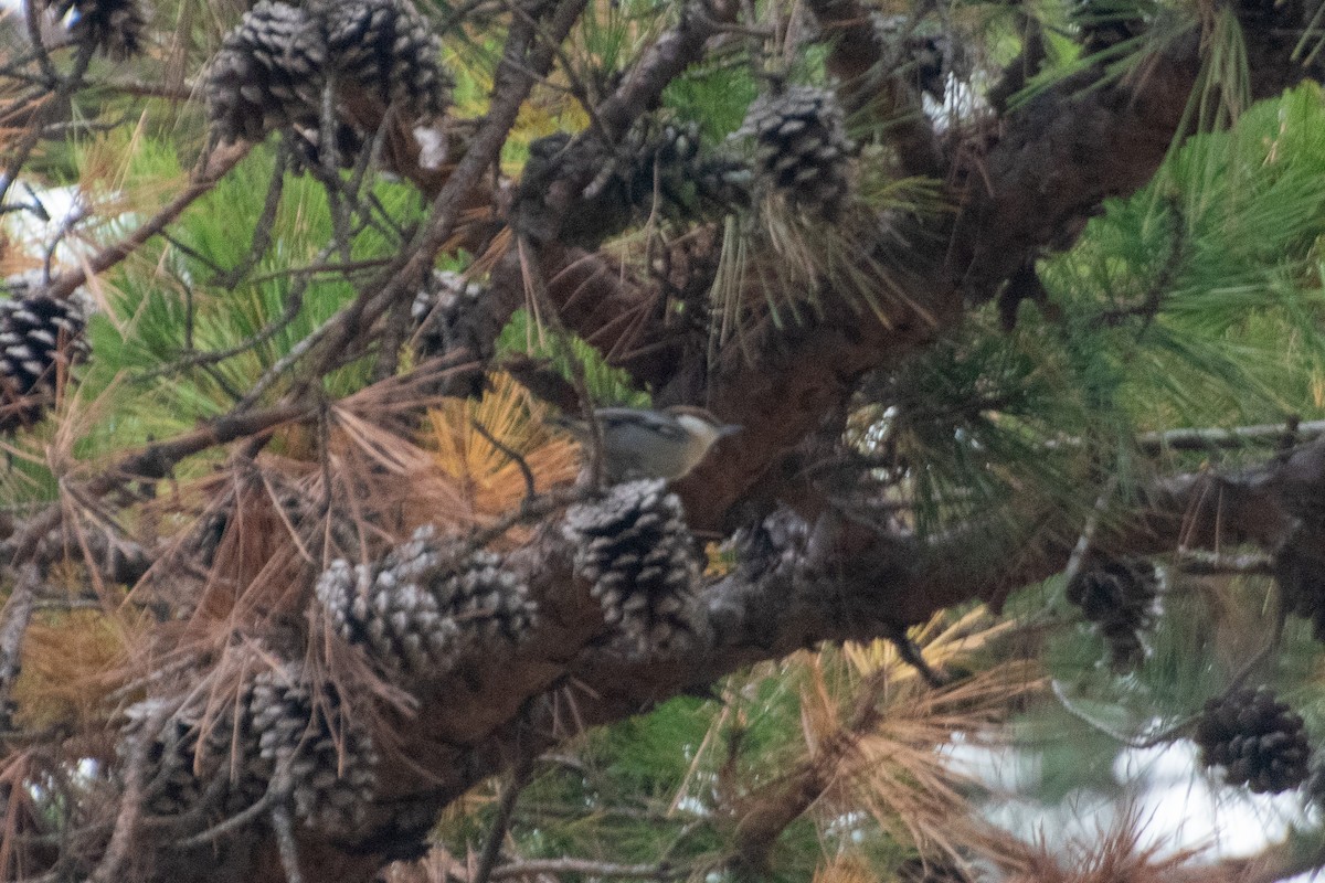 Sittelle à tête brune - ML644575325