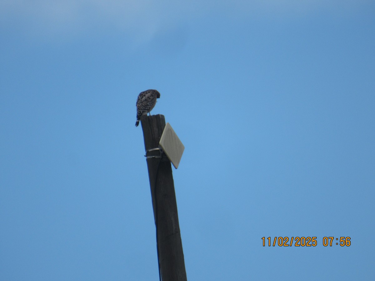 Red-shouldered Hawk - ML644575326