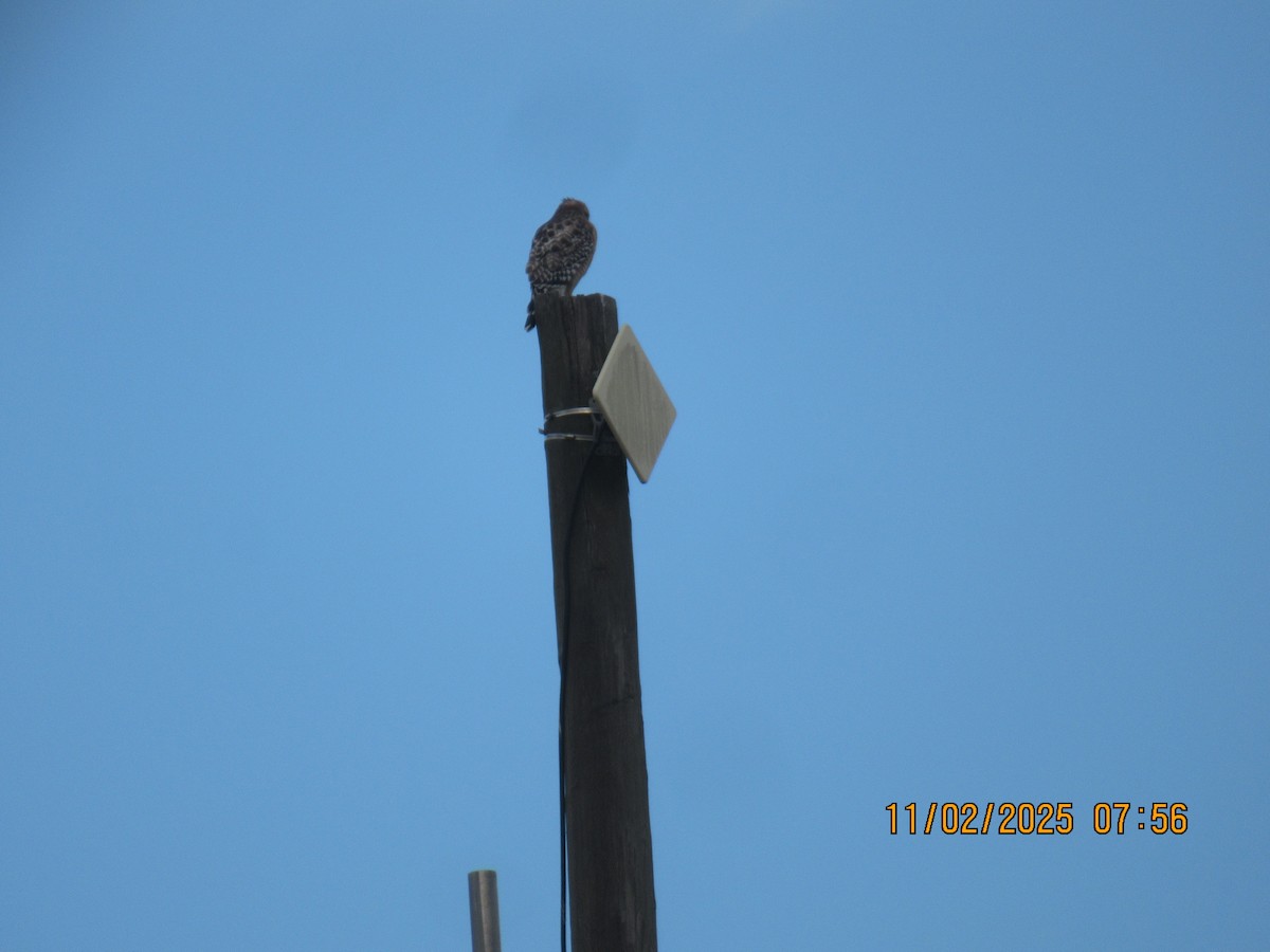 Red-shouldered Hawk - ML644575327