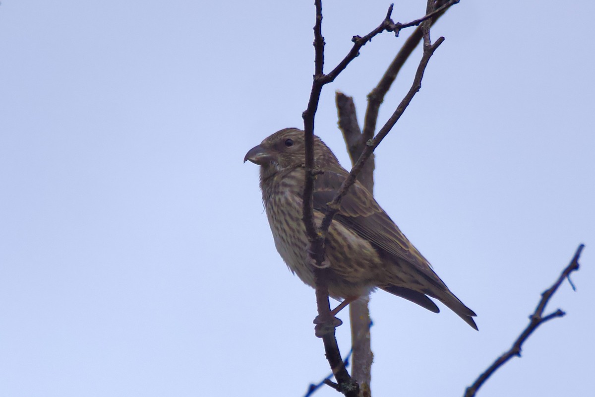 Mokoker arrunta - ML644575328