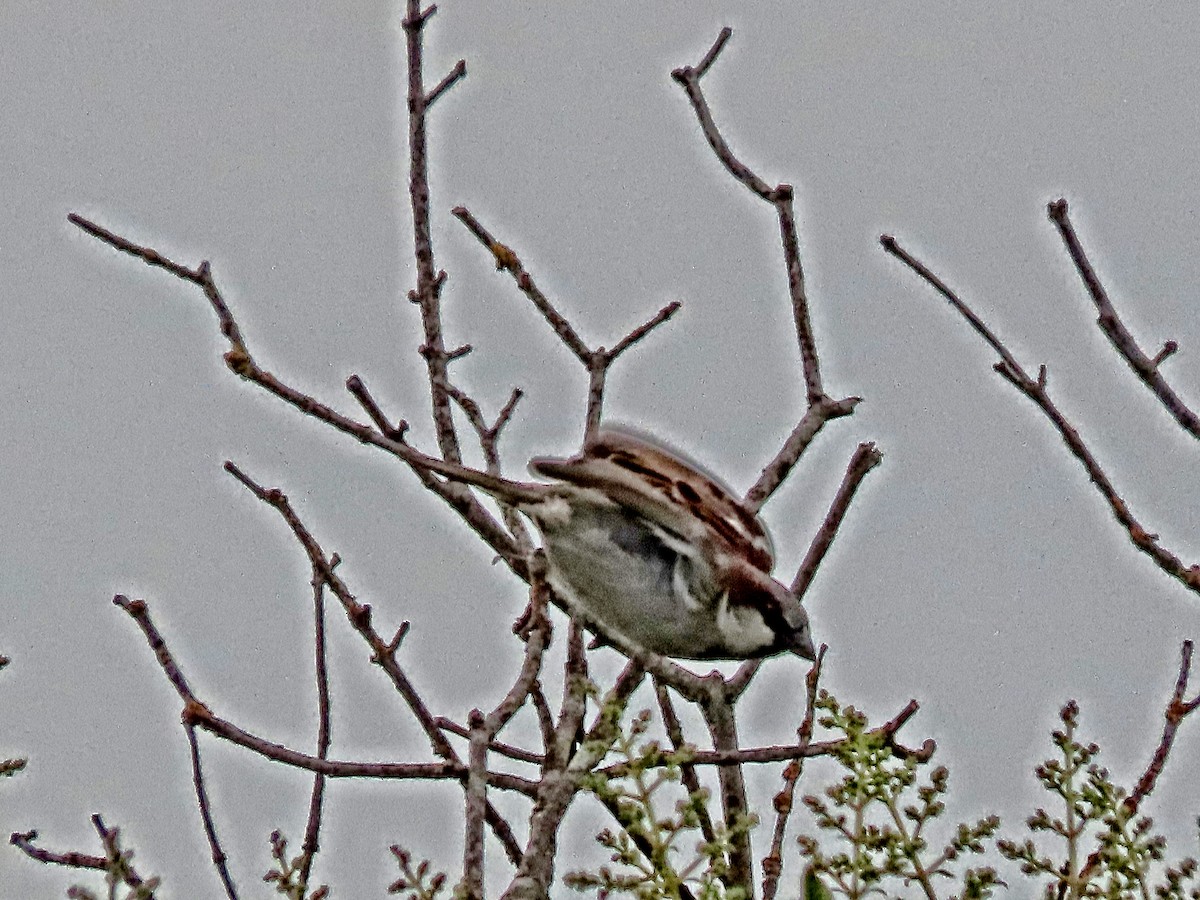 House Sparrow - ML644575330