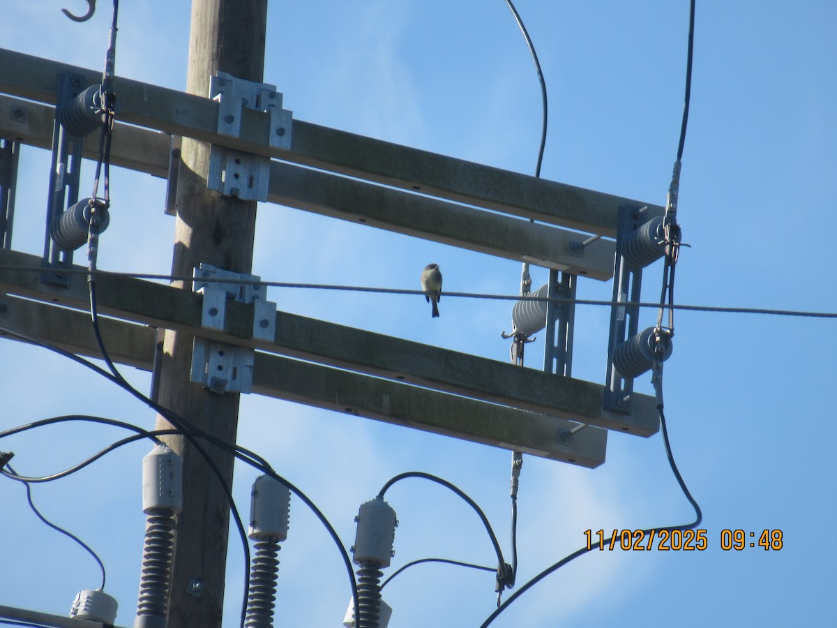 Eastern Phoebe - ML644575332